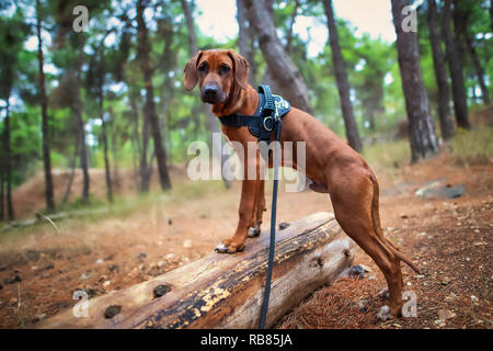 Portrait of happy teenage girl and Rhodesian ridgeback dog Stock Photo