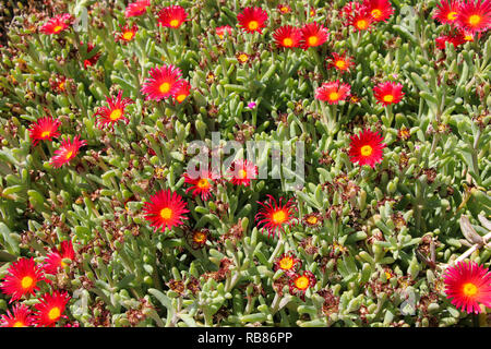 Delosperma flowers. Red-flowered succulent called Delosperma 'Jewel of the Desert Garnet' Stock Photo
