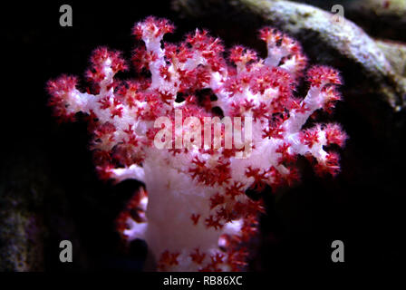 Carnation Tree Coral (Dendronephthya sp.) Stock Photo