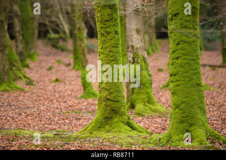 beech wood forest in autumn Stock Photo