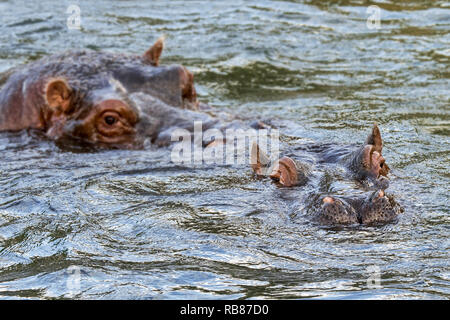 Couple of hippopotamuses / hippos (Hippopotamus amphibius) male hippo approaching female hippopotamus for mating in lake Stock Photo
