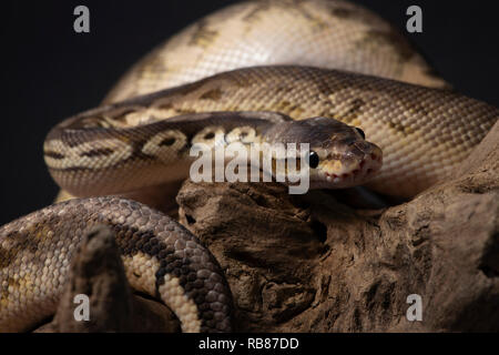 reptile, morph, exotic, snake, pet, wildlife, animal, nature, skin, snakes, background, python, adult, scales, close-up, ballpython, snake eye, serpen Stock Photo