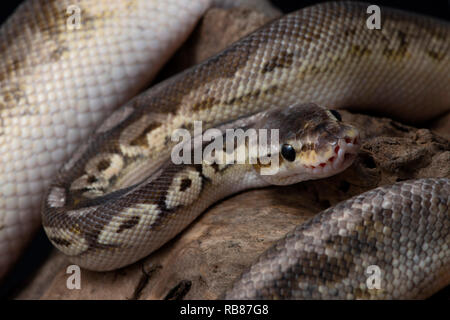 reptile, morph, exotic, snake, pet, wildlife, animal, nature, skin, snakes, background, python, adult, scales, close-up, ballpython, snake eye, serpen Stock Photo