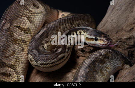 reptile, morph, exotic, snake, pet, wildlife, animal, nature, skin, snakes, background, python, adult, scales, close-up, ballpython, snake eye, serpen Stock Photo