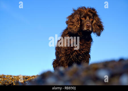 Brown working cocker spaniel dog on a pebble beach. Stock Photo