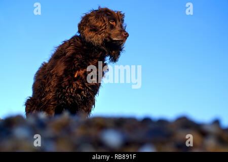 Brown working cocker spaniel dog on a pebble beach. Stock Photo
