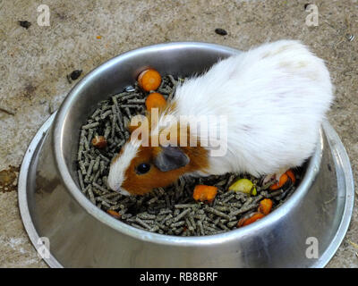 HAMSTER Stock Photo