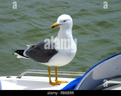 SEAGULL Stock Photo