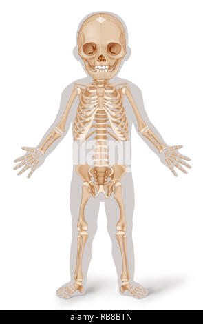 SKELETON, ILLUSTRATION Stock Photo