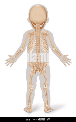 SKELETON, ILLUSTRATION Stock Photo