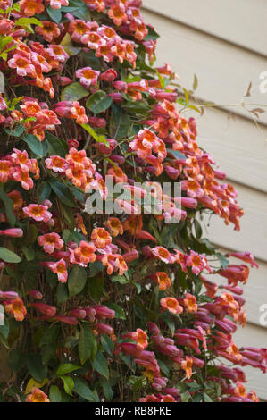 Bignonia capreolata 'Tangerine Beauty' (Cross Vine Stock Photo