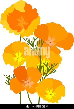 vector illustration of California state yellow and orange poppies. Stock Vector