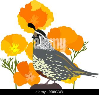 460+ Quail Feather Stock Illustrations, Royalty-Free Vector Graphics & Clip  Art - iStock