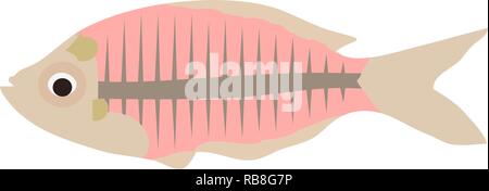 vector illustration of an x-ray fish isolated on white background. Stock Vector