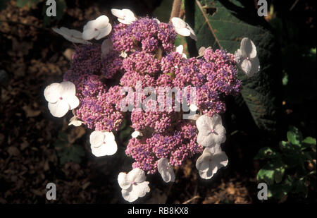 HYDRANGEA ASPERA SUBSP. SARGENTIANA LACECAP FLOWER, COMMONLY KNOWN AS SARGENTS HYDRANGEA, VELVET OR VILLOSA HYDRANGEA. Stock Photo