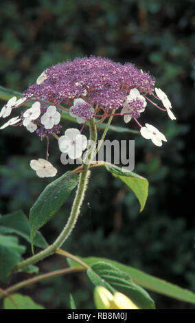 HYDRANGEA ASPERA SUBSP. SARGENTIANA LACECAP FLOWER, COMMONLY KNOWN AS SARGENTS HYDRANGEA, VELVET OR VILLOSA HYDRANGEA. Stock Photo