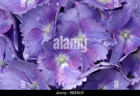 CLOSE-UP OF THE FLOWERS OF HYDRANGEA MACROPHYLLA 'EUROPA'. Stock Photo