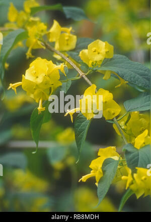 Chinese hat, Cup and Saucer, Parasol Flower, Mandarins hat plant (Holmskioldia sanguinea) Stock Photo