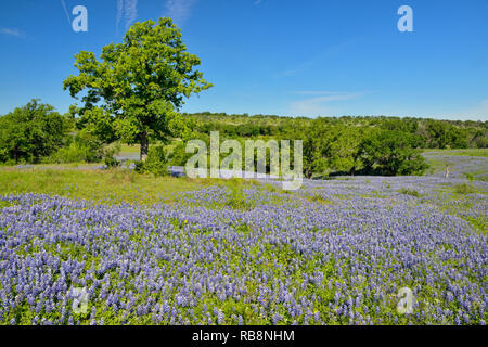Oak trees and flowering bluebonnets, Burnet County, Texas, USA Stock Photo