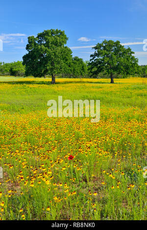 Flowering bitter weed in a pasture with oak trees, Burnet County, Texas ...