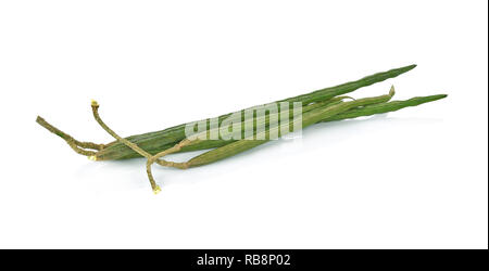 Moringa on white background. Stock Photo