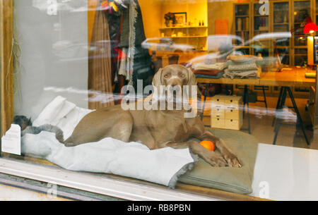 Showcase sewing studio with dog on the windowsill. Cozy atmosphere. Stockholm, Sweden Stock Photo