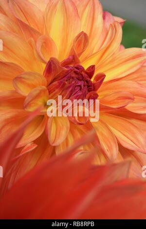 Close-up of an Orange Dahlia Flower