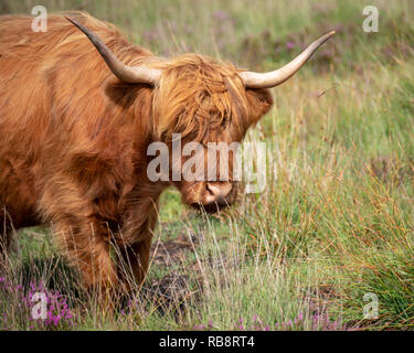 Portrait of a Highland cow Stock Photo