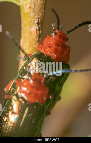 Orange/Red blue Narrow necked Leaf Beetles mating on a branch of a plant. Leaf beetle Hitchin a ride, top down view