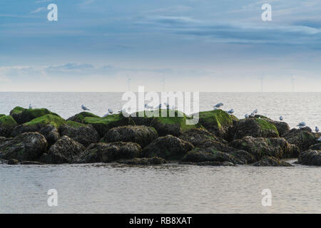 Black-Headed gulls (Larus ridibundus) resting on moss covered rocks, with wind turbines in the background. Clacton on Sea Essex England UK. December 2 Stock Photo