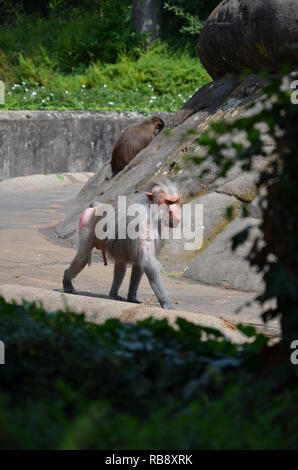 Wild Hamadryas baboon, zoo of Frankfurt (Germany) Stock Photo