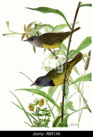 Mourning Warblers Stock Photo