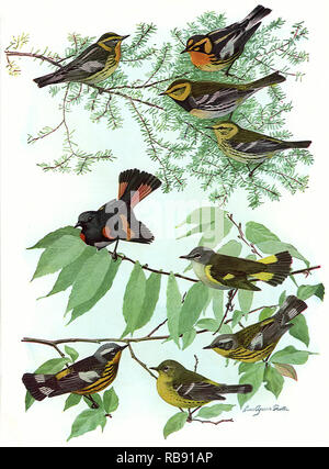 Warblers and Redstart Stock Photo