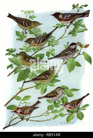 Yet More Warblers Stock Photo