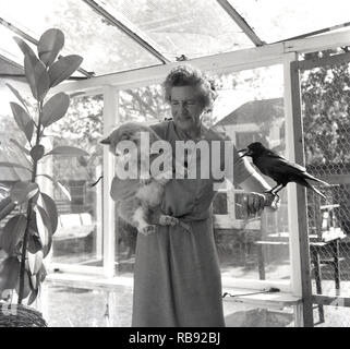 1965, elderly lady standing in back porch with her pets, a cat and rook bird, England, UK Stock Photo