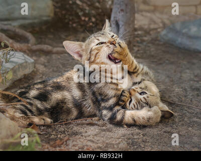Two brown tabby baby kittens playing and wrestling each other, they use their paws to bat, Cyclades, Aegean island, Greece Stock Photo