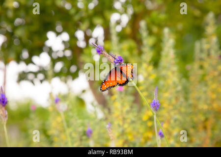 An orange polka dot queen butterfly perched on the underside of a purple lavender flower in a green blurred background Stock Photo