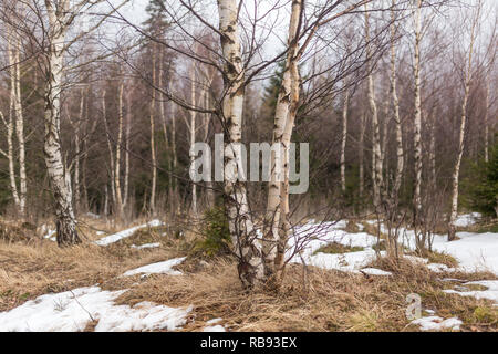 Early spring in birch forest Stock Photo