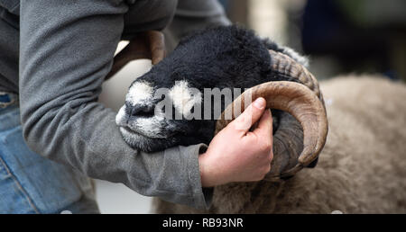 Showing Dalesbred rams at the Bentham tup sales. UK. Stock Photo