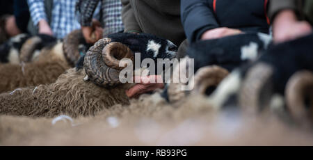 Showing Dalesbred rams at the Bentham tup sales. UK. Stock Photo