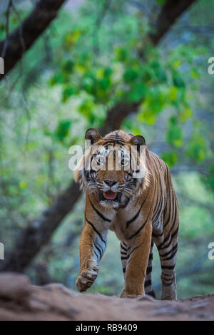 Tiger in nature habitat and coming head on to our safari vehicle at Ranthambore Tiger Reserve, India Stock Photo