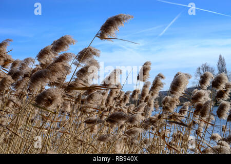 strong winter wind shakes tussocks near lake at touristic historical village on shore of Verbano lake, shot in bright winter light at Angera, Verbano, Stock Photo