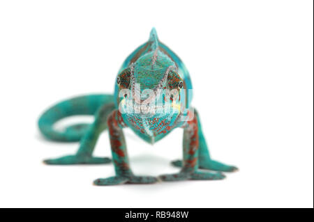 Blue lizard Panther chameleon isolated on white background Stock Photo
