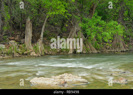 Pedernales River in spring with cypress trees, Travis County, Texas, USA Stock Photo