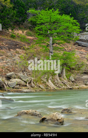 Pedernales River in spring with cypress trees, Travis County, Texas, USA Stock Photo