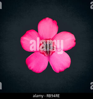 single red flax flower from above on a black bacground Stock Photo