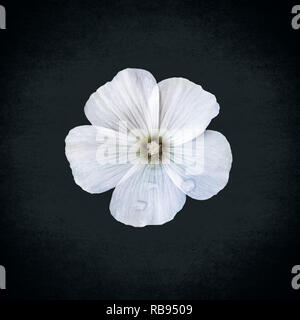 white hibiscus flower from above on a  black background Stock Photo