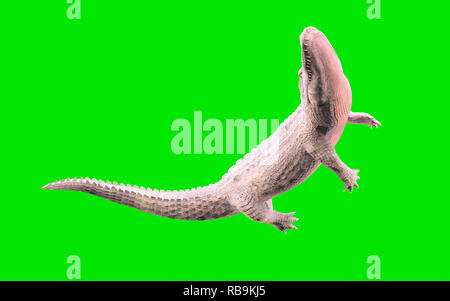 3D Illustration of albino American alligator isolated on green background, American crocodile Stock Photo