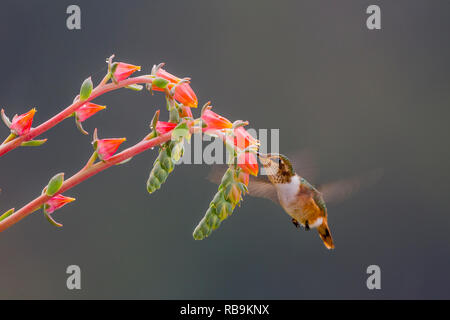 Volcano hummingbird, in Sevegre area of Costa Rica Stock Photo