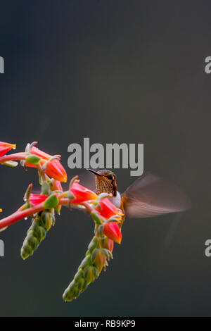 Volcano hummingbird, in Sevegre area of Costa Rica Stock Photo